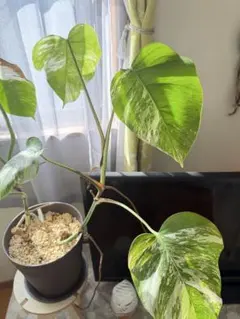 モンステラ 斑入り 茎伏せ 観葉植物 - メルカリ