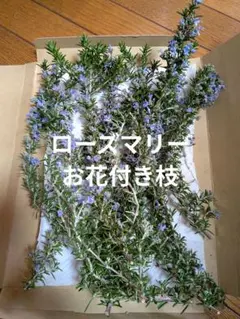 2026年最新】ローズマリーカット枝の人気アイテム - メルカリ