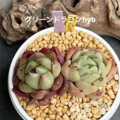 ❣️グリーンドラゴンhyb×2苗❣️現品 エケベリア 寄せ植え 多肉弁当 多肉植物のサムネイル