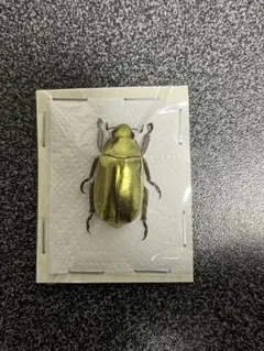 2025年最新】プラチナコガネ 標本の人気アイテム - メルカリ