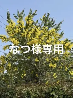 なつ様専用　パールアカシア