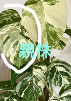 超希少！！！モンステラ・デリシオーサ “ポンポン 極上茎 葉付き 発根