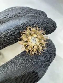 2026年最新】コルムナアルバの人気アイテム - メルカリ