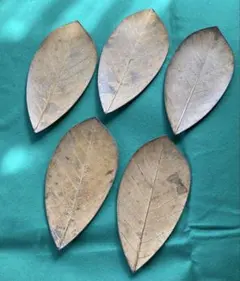 葉っぱ　銘々皿　5枚セット