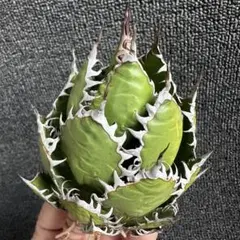 2026年最新】アカベの人気アイテム - メルカリ