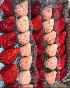 いちご　イチゴ　苺　食べ比べ　減農薬　新鮮