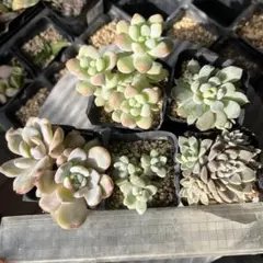 はーちゃん様 リクエスト 4点 まとめ商品