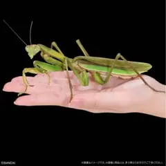 いきもの大図鑑アドバンス