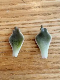 RE様 リクエスト 2点 まとめ商品