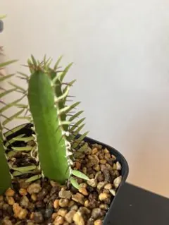 2026年最新】ムランジーナの人気アイテム - メルカリ