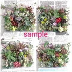 *多肉植物　カット苗詰め合わせ　セダム　25種類　増量中*