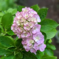 紫陽花 ピンク系手まり咲き 特大株 来年用 - メルカリ