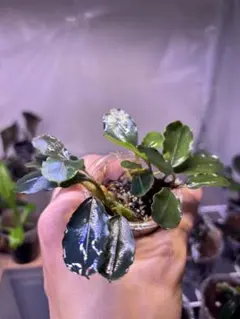 珍奇塊根植物ボスウェリア フレレアナ実生株 鉢ごと発レア品種12