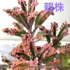 アンゴラ兎 カット苗 多肉植物 カランコエ - メルカリ