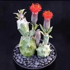 セネキオサギナータス　自根　多肉植物　サボテン　希少新品種のサムネイル