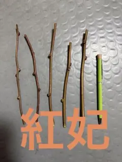 レッド系キウイ　穂木　紅妃　5本　細め