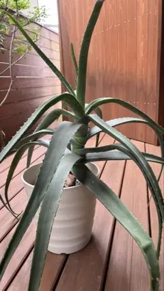 アロエベラ苗（大）食用・ 鑑賞　元気苗　健康食品