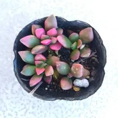 2026年最新】多肉植物抜き苗の人気アイテム - メルカリ