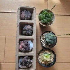 おまけ付き！ハオルチア オブツーサ錦　まとめ売り