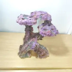 2026年最新】サンゴフラグの人気アイテム - メルカリ