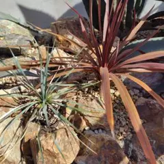 ユッカ ロストラータ　と　コルジリネ