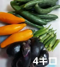 野菜セット きゅうり ズッキーニ オクラ なすのサムネイル