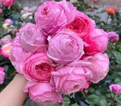 バラ苗 和薔薇 押し木苗 タタ。。 - メルカリ