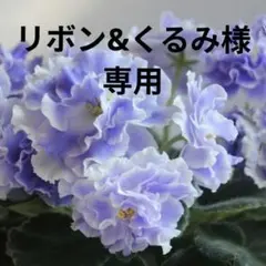 リボン&くるみ様専用　セントポーリア　RSアクアマリンのサムネイル