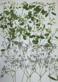 higutin様 リクエスト 5点 まとめ商品