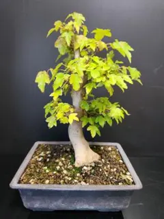 2025年最新】盆栽 かえで 楓の人気アイテム - メルカリ