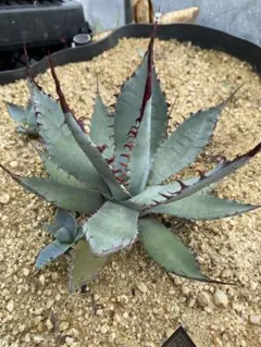 wolf7 プロフ必読様 リクエスト 2点 まとめ商品