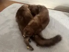 ミンク ファー マフラー リアルファー 브라운