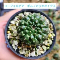99  #多肉植物アエオニウム錦❤️ メデューサ セッカ ❤️27cm拨き苗 77#観葉植物アエオニウム 錦❤️ グリーンメデューサセッカ❤️10cm 拔