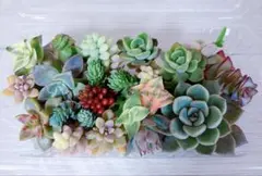 【期間限定】多肉植物 カット苗 詰め合わせ ③