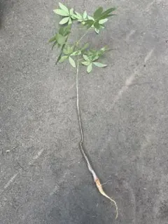 ツナティ様 リクエスト 2点 まとめ商品