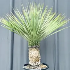 じゅんちちち様専用　ユッカ ロストラータ　発根済　TR25