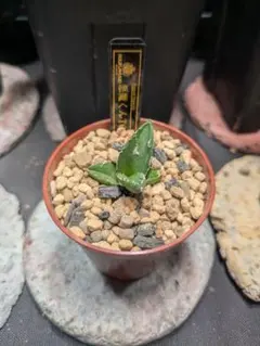 トムトム様 リクエスト 2点 まとめ商品