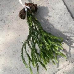 2026年最新】フペルジア トライアングルの人気アイテム - メルカリ