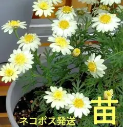 花苗・珍しい初夏咲き・大輪・マーガレット・宿根草 - メルカリ