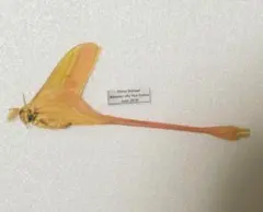 2025年最新】標本の人気アイテム - メルカリ