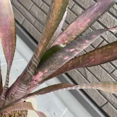 Billbergia Talbot Evita 子株付き - メルカリ