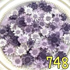 ドライフラワー【マトリカリアダブルラテ】カラーMIX 80輪 - メルカリ