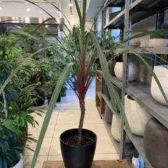 ドラセナ 大型 観葉植物 おしゃれ 南国 インテリアグリーン solso