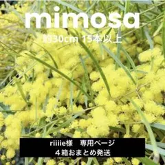 ミモザフレッシュ　ブリスベン　30cm15本以上　ドライフラワー　リース　アクセ