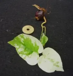 白斑入り 実生/抜き苗 クロヨナ クロユーナ マメ科 常緑樹木 植物園芸