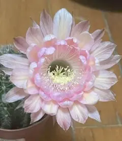 2025年最新】花サボテン苗の人気アイテム - メルカリ