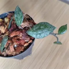 2026年最新】希少なホヤ植物の人気アイテム - メルカリ