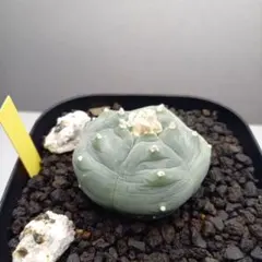 コピアポア 鳥羽玉 花籠 烏丸 カキコ計15株 コピアポア 鳥羽玉 花籠 烏丸 カキコ計15株 コピアポア 鳥羽玉