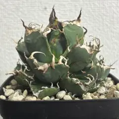 2025年最新】アガベ子株の人気アイテム - メルカリ