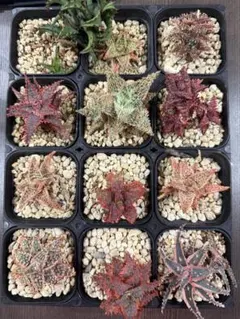 2026年最新】品種名：アロエ 観葉植物 ハオルチア・アロエの人気